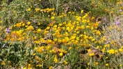 PICTURES/Pipeline Trail & Wildflowers/t_P1050948.JPG